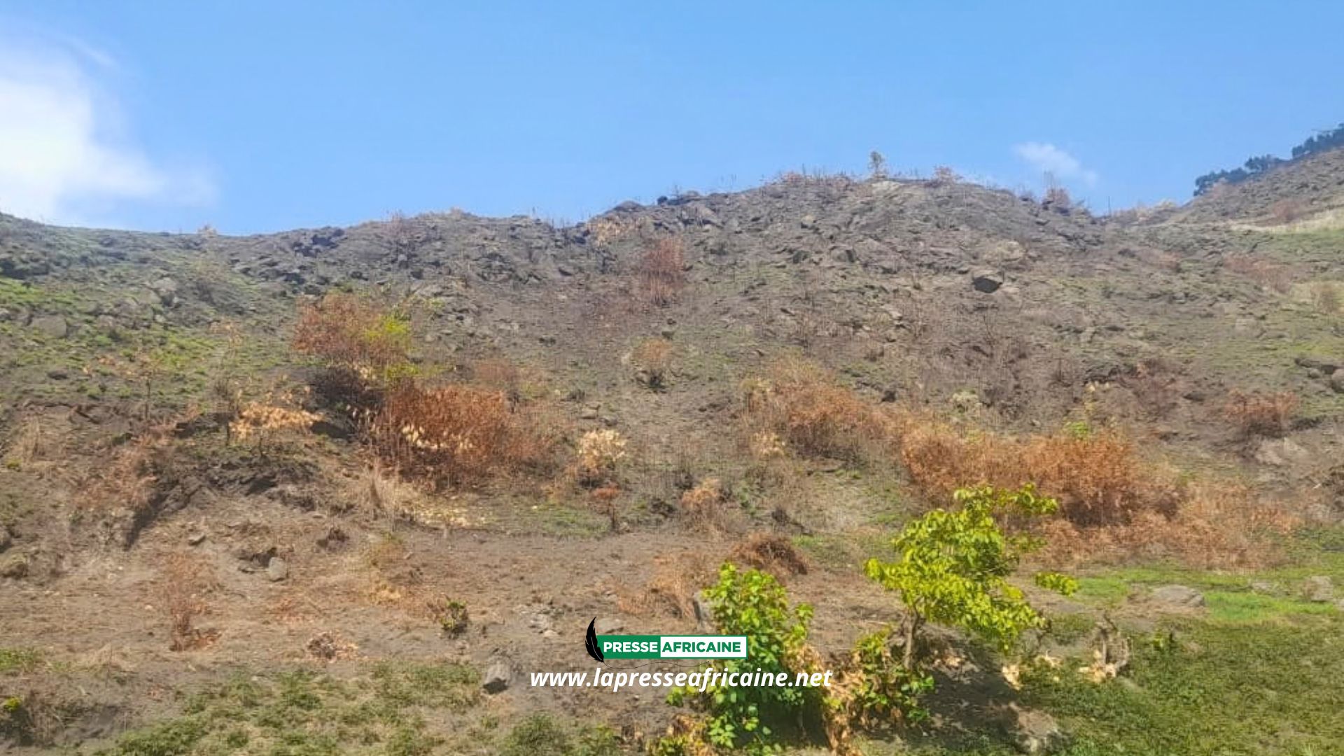 Alerte : les ruches d'abeilles, les champs d'ananas et des concessions d'arbres calcinés par le feu de brousse à Nyakalengwa 