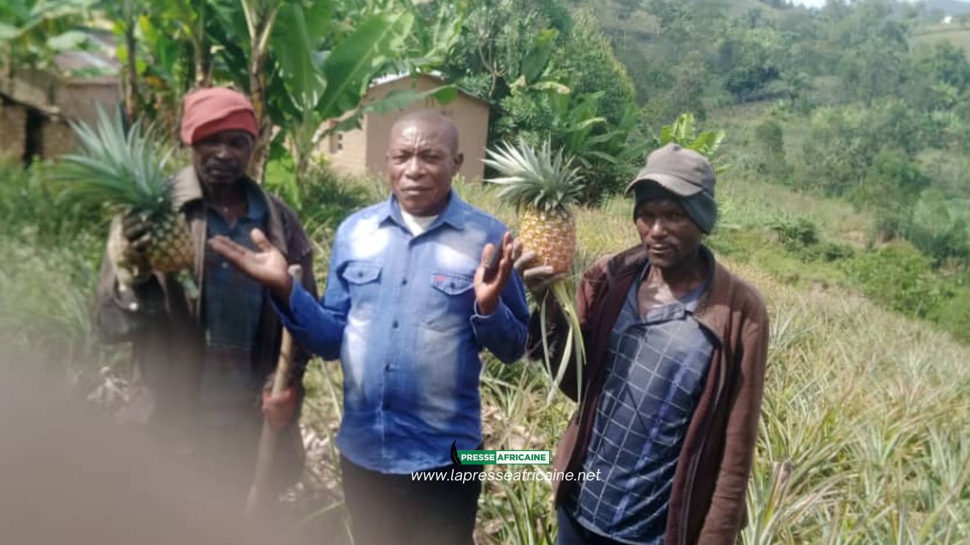 Idjwi : l’île qui rayonne par sa production de plus de 5 tonnes d’ananas chaque mois